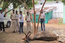 भोपाल नंबर की कार से आए शिकारियों ने सांभर का किया शिकार.. - image