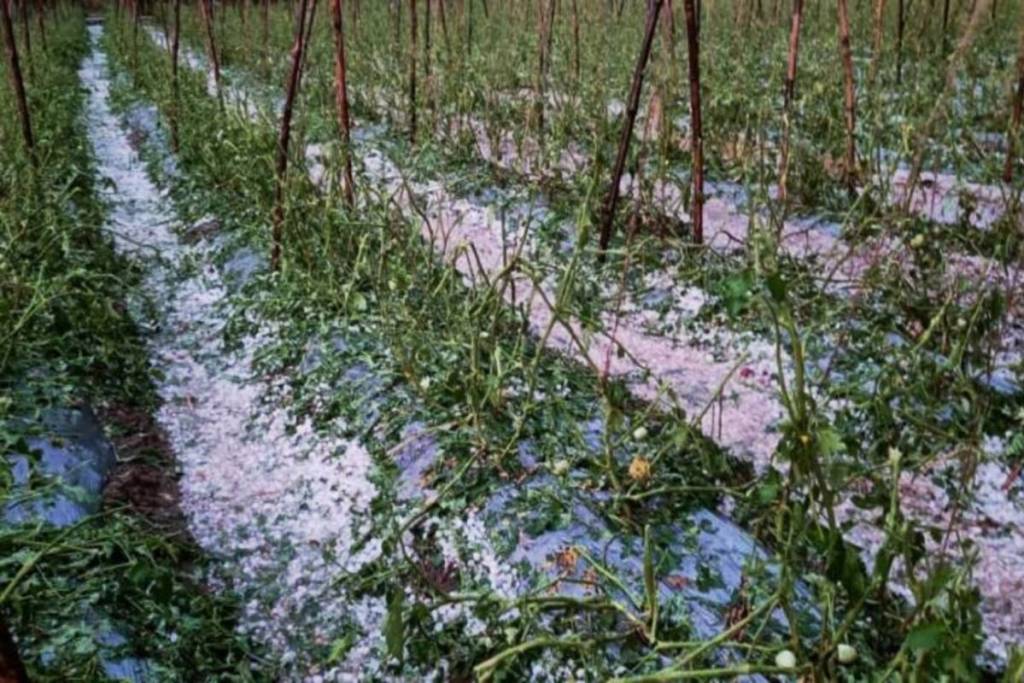 onion crop ruined