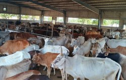 नगर निगम सदन में उठी आवाज के बाद सुधरी गोशाला की स्थिति - image
