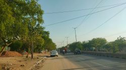 26 लाख रुपए में जेडीए शिफ्ट करेगा 110 पेड़ - image