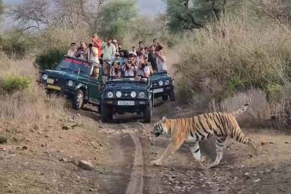 VIDEO: जिप्सी के आगे निकली बाघिन को देखकर रोमांचित हुए पर्यटक