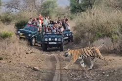 VIDEO: जिप्सी के आगे निकली बाघिन को देखकर रोमांचित हुए पर्यटक - image