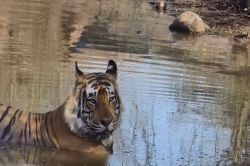 बारिश से सरिस्का के जंगलों में बने वाटर हॉल में पानी की आवक, वाटर हॉल बने
टाइगर्स का बसेरा - image