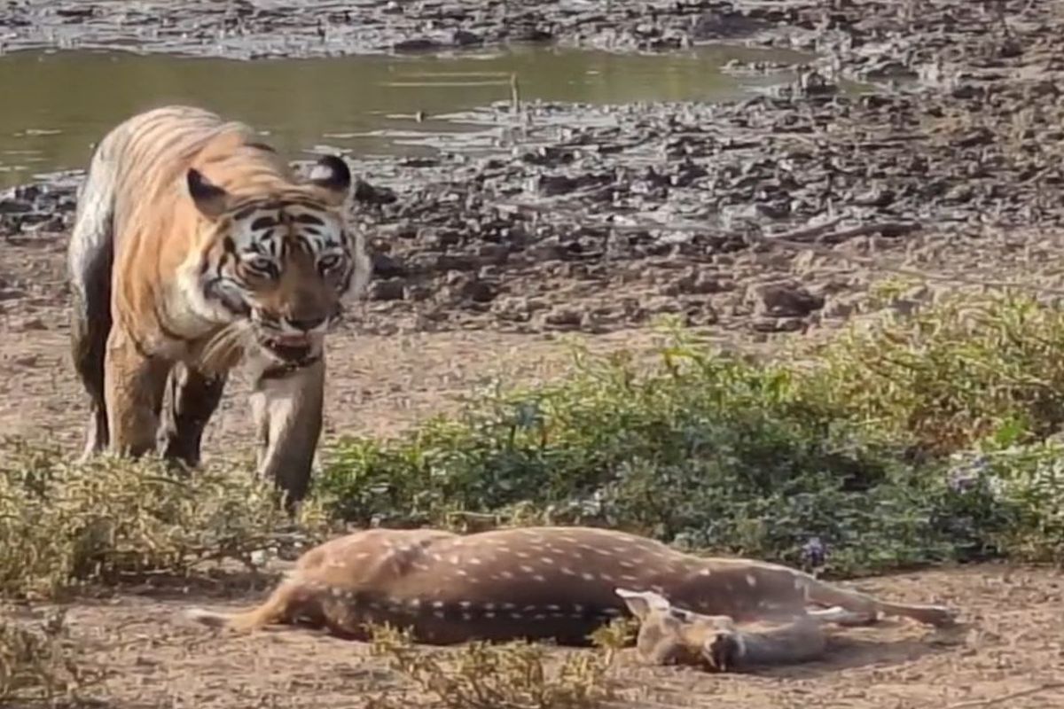 VIDEO: गर्मी से राहत पाने वाटर हॉल में पहुंचे बाघ-बाघिन, पर्यटकों ने कैमरे में
कैद किए दृश्य
