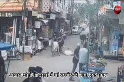 दो आवारा सांड की लड़ाई में गई राहगीर की जान, VIDEO - image
