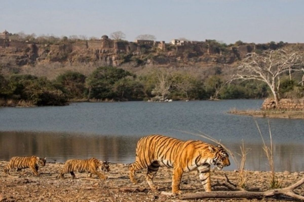 Sawaimadhopur: रणथम्भौर में श्रद्धालुओं की सुरक्षा पर संकट, बार-बार मंदिर मार्ग
पर क्यों आ रहे बाघ?