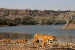 Sawaimadhopur: रणथम्भौर में श्रद्धालुओं की सुरक्षा पर संकट, बार-बार मंदिर मार्ग
पर क्यों आ रहे बाघ? - image