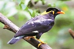 International Biodiversity Day 2025: अपनी ही आवाज बनी पहाड़ी मैना की दुश्मन, अब
सुनाई नहीं देती चहचहाहट, पैंगोलिन भी दुर्लभ… - image