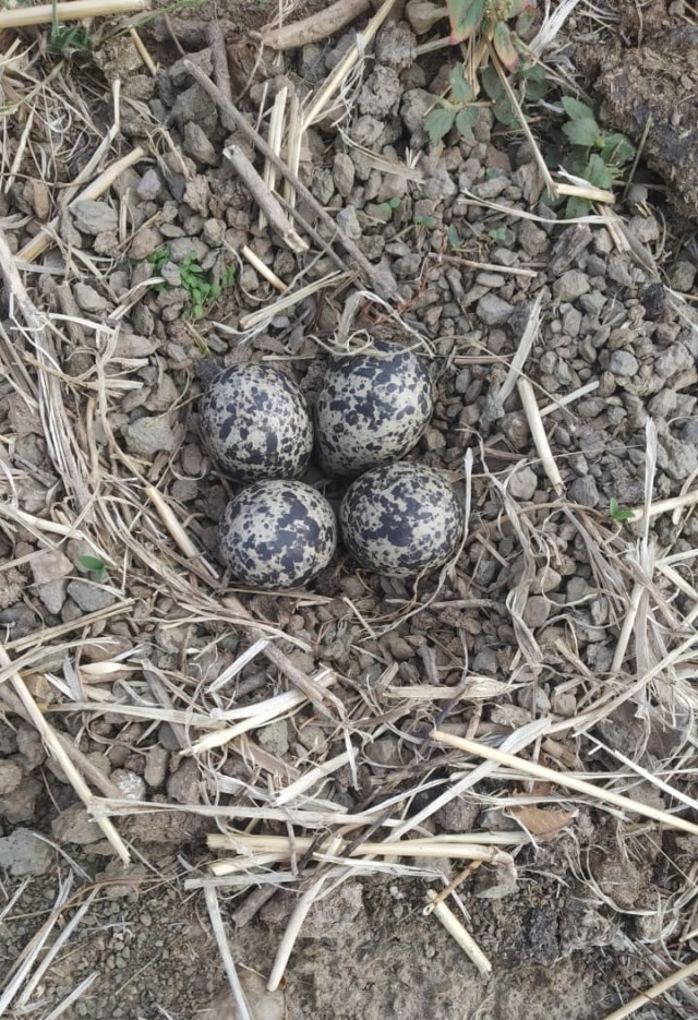 sandpiper eggs