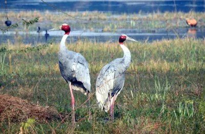 पर्यावरण असंतुलन और मानवीय दखल से संकट में प्रजाति, पत्रिका फोटो 