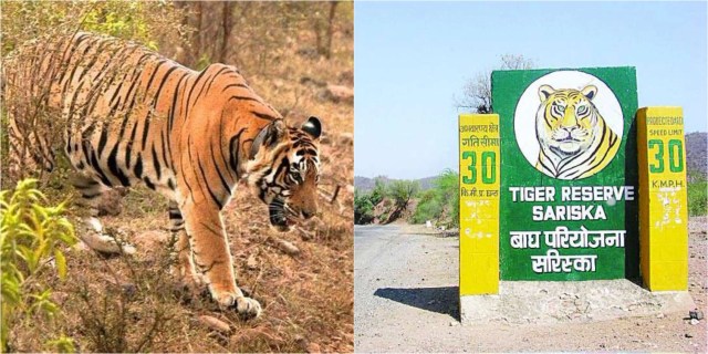 sariska tiger reserve