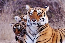 त्रिनेत्र गणेश मंदिर मार्ग पर एरोहैड और उसके शावक का दिखा मूवमेंट, फिर सामने आई
वन विभाग की लापरवाही - image
