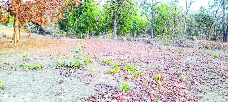 अब तक तैयार नहीं हो पाया तेंदुपत्ता, बेमौसम बारिश और अंधड़ से मोटी हो जाएगी परत