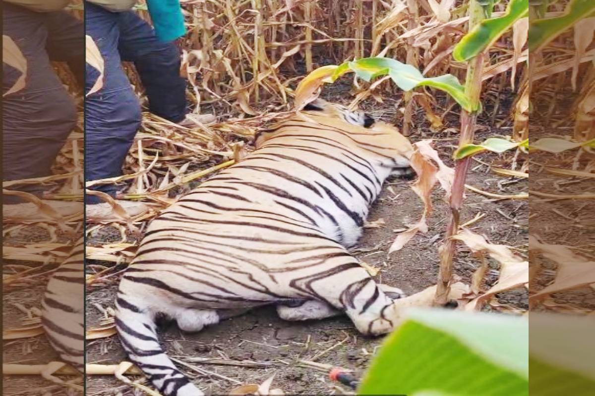 घायल टाइगर का 6 घंटे की मशक्कत के बाद रेस्क्यू…