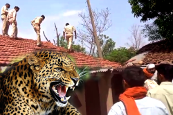 भाजपा नेता के घर में घुसा तेंदुआ, इलाके में मचा हड़कंप, रेस्क्यू का Video Viral - image