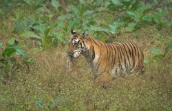 जंगलों में बढ़ते खतरे, सुरक्षा और जागरूकता की जरूरत - image