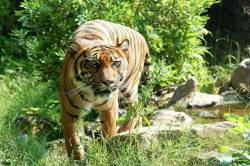 टाइगर ने किया युवक पर हमला और कुछ ही देर में खा गया आधा शरीर… - image