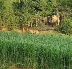रणथम्भौर से राहत की खबर… हमलावर बाघिन पकड़ी गई… - image