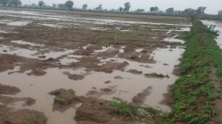 बीमा की बदली कंपनी: किसानों की फसल का अटका मुआवजा, लगाई गुहार - image