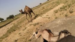 टांके में ही अटक कर दम तोड़ गया ऊंट…दूर खड़ी मां करती रही प्रलाप - image