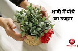 Gift of plants : शादी में पौधे का उपहार, पौधरोपण संरक्षण में नई पहल - image