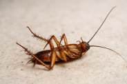 Cockroaches