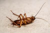 Cockroaches
