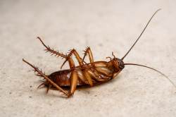 Get Rid Of Cockroaches : बारिश में घरों में कॉकरोच का बढ़ता प्रकोप, जानें इसके
कारण और रोकथाम के उपाय - image