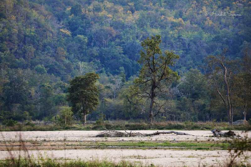 मप्र और महाराष्ट्र के वन्य जीवों के लिए बन रहा अनुकूल सर्कल