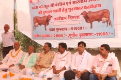 प्रतिदिन 14.830 लीटर दूध देती है गाय, जीत लिया 51 हजार का पहला पुरस्कार - image