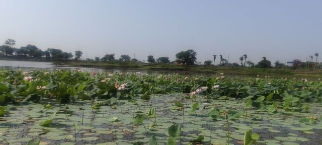 rajasthan farmers