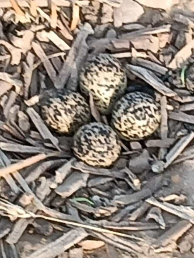 teetar egg rain prediction