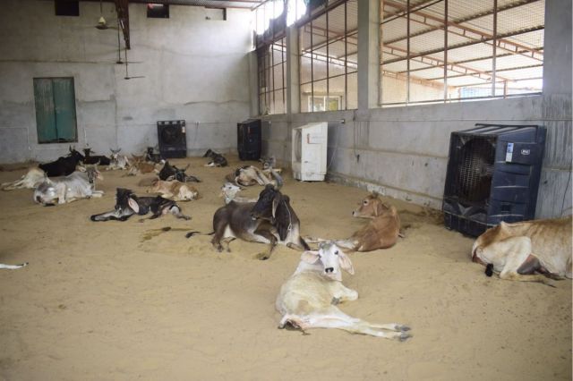 Cow