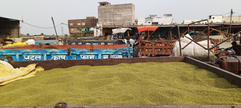 Moong prices fall by Rs 500 per quintal, farmers are incurring losses