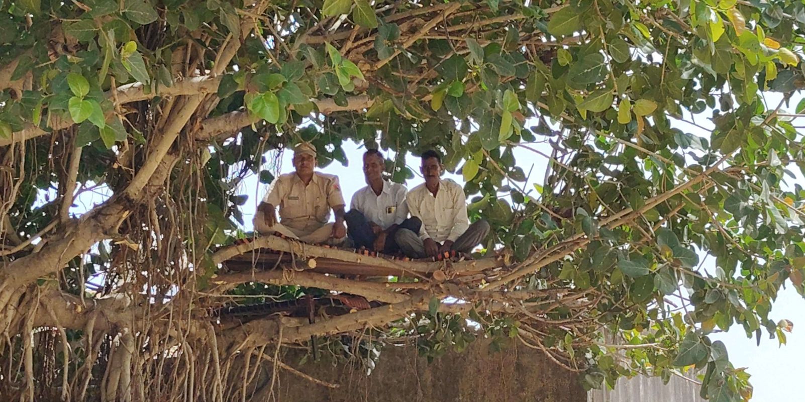 मचानों पर टकटकी लगाकर बैठे रहे वनकर्मी