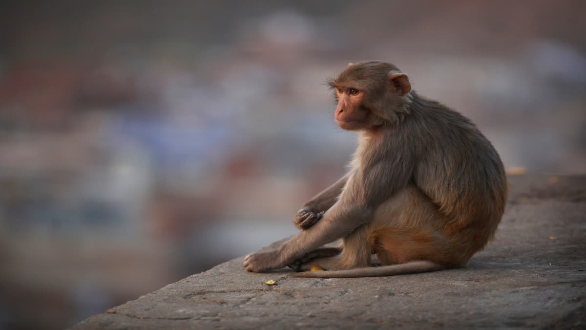 करंट लगने से बंदरिया की मौत,शव से लिपट मां को उठाता रहा 5 दिन का नवजात बंदर
