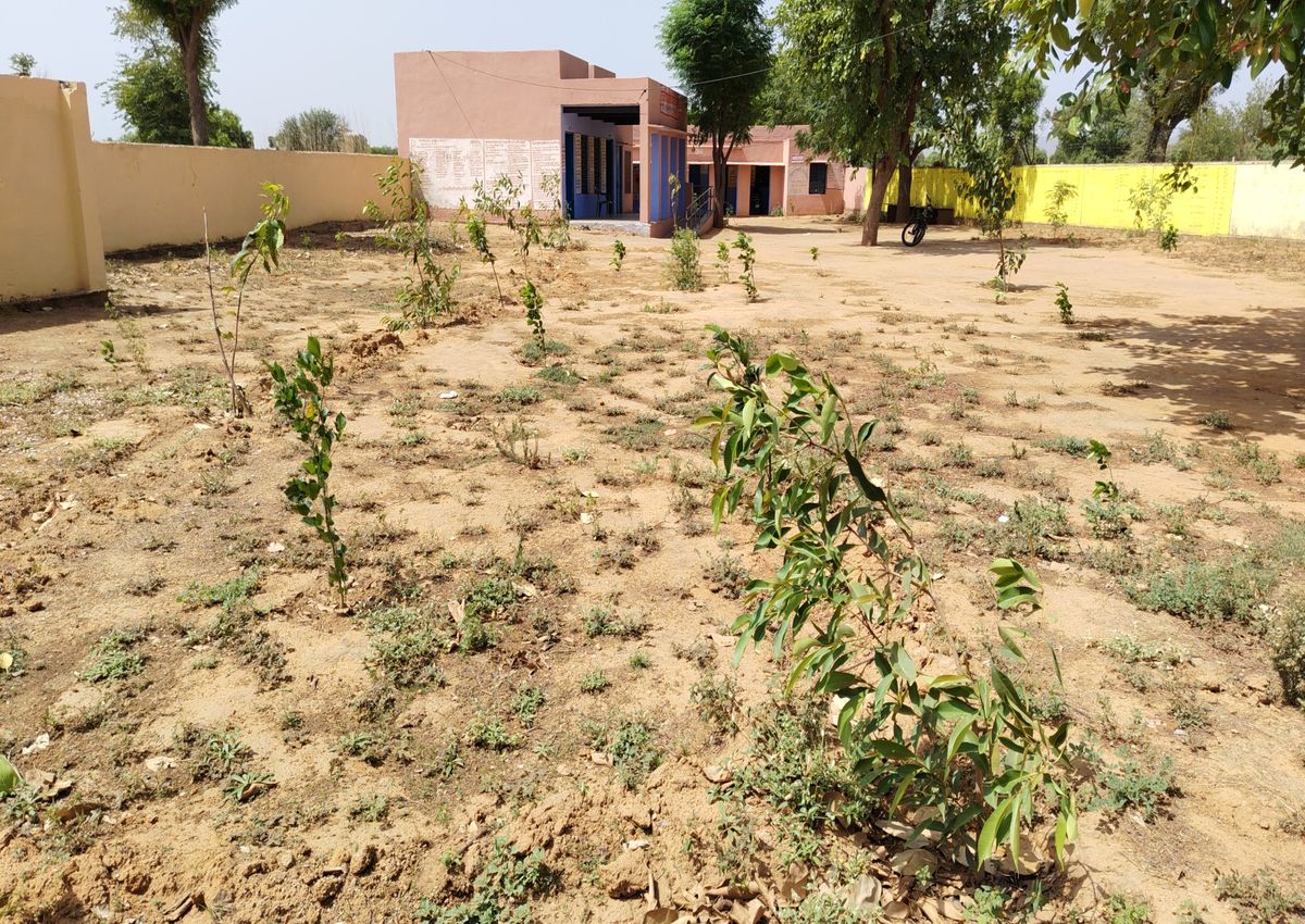 तेज धूप और बढ़ते तापमान से पौधे लगे झुलसने