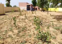 तेज धूप और बढ़ते तापमान से पौधे लगे झुलसने - image