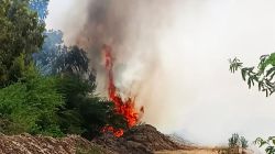 नहरी क्षेत्र में वन पट्टी में लगी आग, तेज हवाओं से लिया विकराल रूप - image
