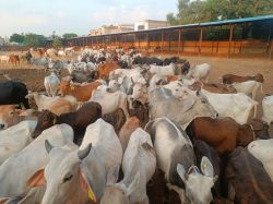 कृत्रिम गर्भाधान से गाय के अब सिर्फ बछिया लेगी जन्म - image