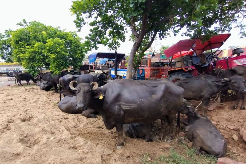 पशु क्रूरता के खिलाफ बड़ी कार्रवाई, 313 पशु कराए मुक्त Big action against animal cruelty, 313 animals freed