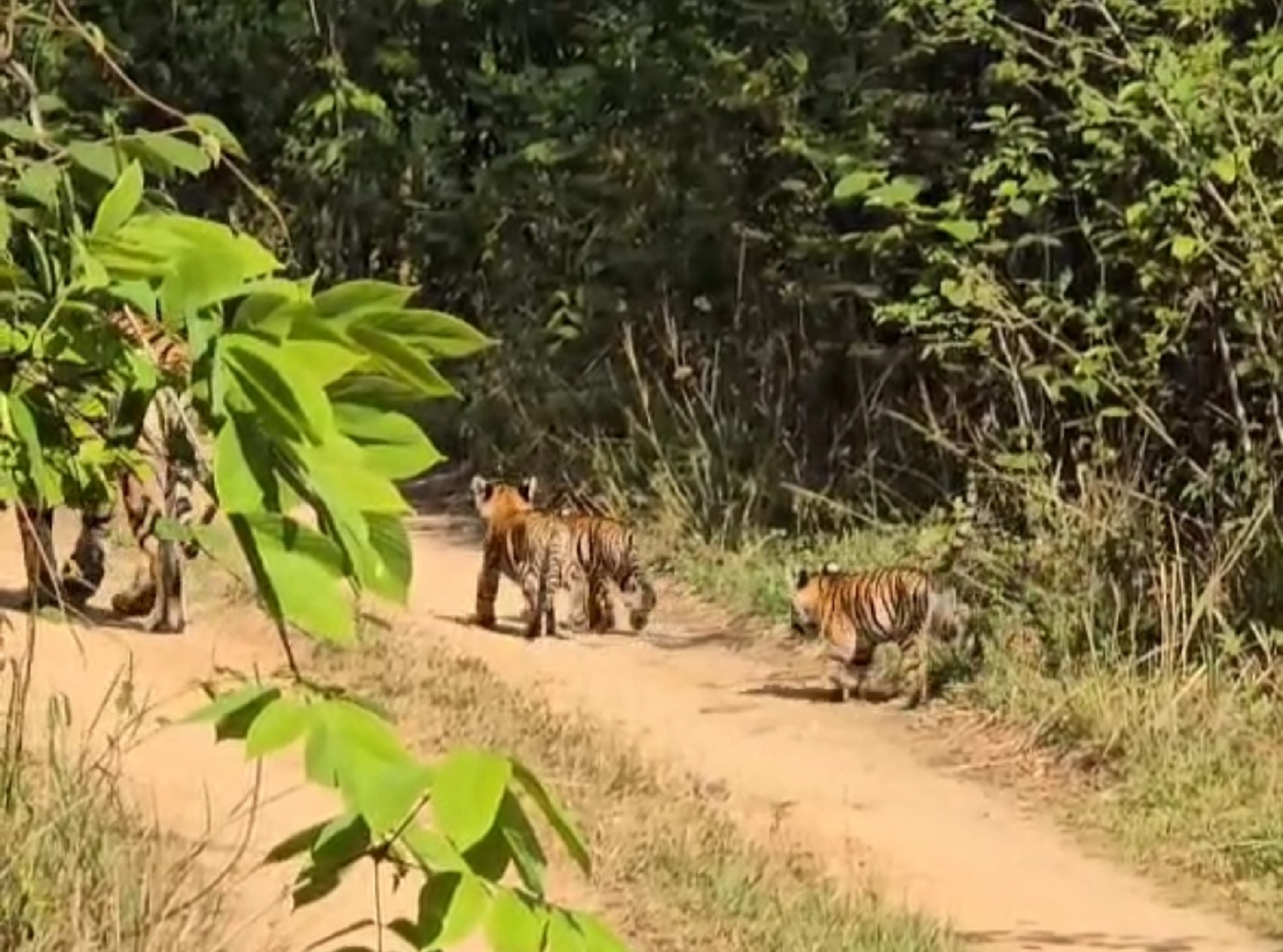 चार नन्हें शावकों के साथ नजर आई गौरा बाघिन, पर्यटकों में उत्साह