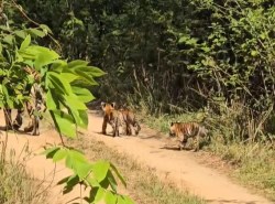 चार नन्हें शावकों के साथ नजर आई गौरा बाघिन, पर्यटकों में उत्साह - image