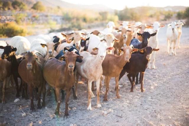 Goat Rearing Scheme