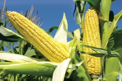 Maize Procurement: मक्का की सरकारी खरीद नीति: किसानों के लिए राहत या उलझन - image