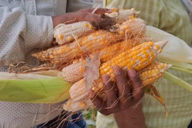  Maize Procurement