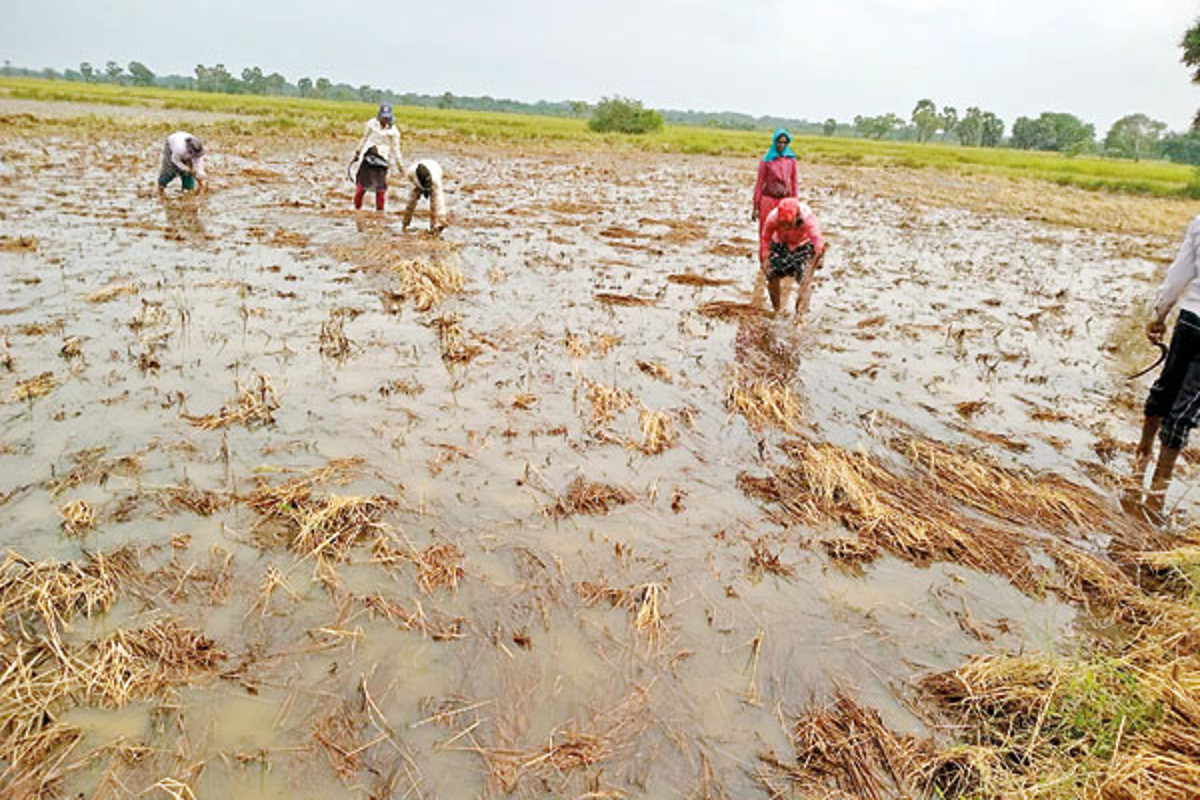Crop Damage Rain: बारिश बनी किसानों की आफत, खेतों में जलभराव से फसलें तबाह