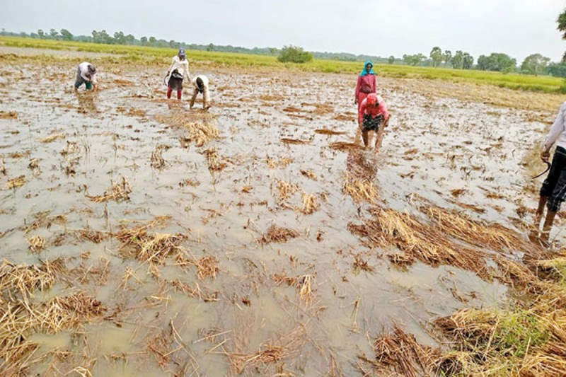 भारी बारिश से फसलों पर संकट: विशेषज्ञों ने दिए एहतियाती सुझाव फोटो सोर्स :Social Media