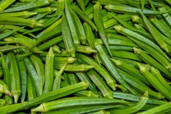 MuhanaMandi : बारिश से जयपुर में भिंडी आवक घटी, दाम बढ़े, टमाटर के दाम िस्थर - image