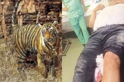 Sawaimadhopur: डेढ़ महीने में बाघ का चौथी बार हमला, कृषि पर्यवेक्षक का पैर
पकड़ा, होमगार्ड ने डंडे से छुड़ाया तो पंजा मारकर किया घायल - image